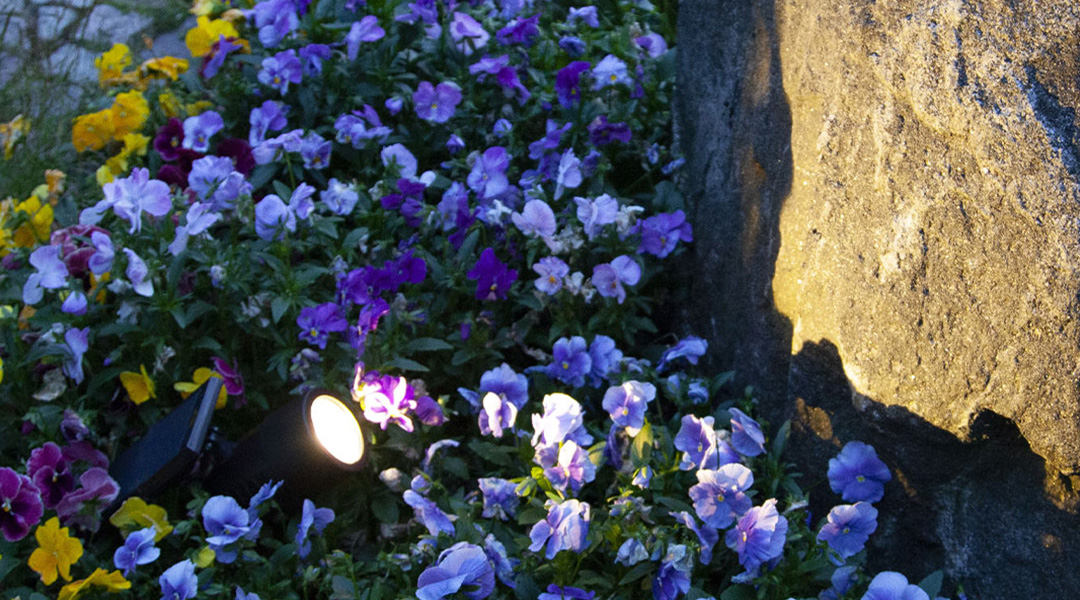 Solcellelampe hagespot som lyser opp blomsterbed og busker